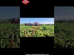 Процесс производства помидорной пасты из Синьцзяна: от сбора урожая до консервирования